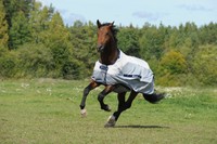 Bucas Buzz OFF Rain Fliegendecke Sommerdecke Regendecke alle Größen