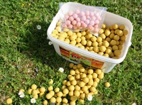 TOP SECRET Carp Dream Boilies SCOPEX / NUSS 20mm / 4 kg  +Gratis - PopUps