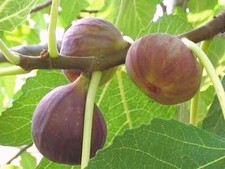 5 Cuttings GUARANTEED to GROW! BROWN TURKEY FIG TREE STARTER PLANT SWEET EATING