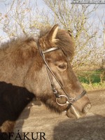 Einfaches rundgenähtes hann. Reithalfter  Isländer Islandpferdetrense