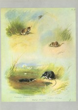 Common Shrew, Water Shrew & Lesser Shrew Vintage 1974 Animal Print A.Thorburn
