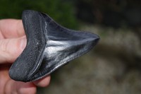 Hai, Haizahn, Replik, Megalodon, 8,2 cm, groß, Zahn, Deko,