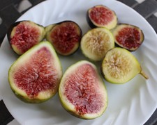 3 Fig Tree Cuttings you choose 1 variety