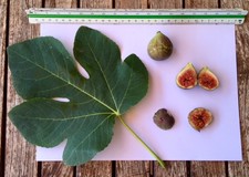 3 Cuttings GUARANTEED to GROW! "PEL DE BOU" FIG TREE IN MALLORCA SWEET TASTE