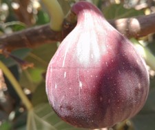 2 X "Red Palestine" Fig Tree Cuttings,common Type, Holy Land
