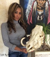 EBERSCHÄDEL / Wildschweinschädel Natur  LBH * Echte Knocken TAXIDERMY SKULL