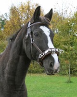 Kappzaum aus Leder - Kappzäume - Lederkappzaum, braun, WB