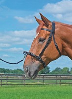 323201 Kappzaum Sereta schwarz