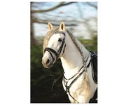 Lauria Garrelli Lackreittrense CRYSTAL, Trense, Lacktrense *NEUHEIT* Strass HKM