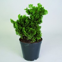 Chamaecyparis obtusa Nana Gracilis; Japanische Muschelzypresse