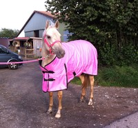 Winterdecke, Regendecke, NEU, 300g Füllung, 600D, in 5 Farben, GENTLEHORSE