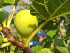 4 x Tree cuttings white figs - BEBERA BRANCA - From MADEIRA ISLAND - PORTUGAL