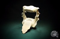 Aetobatus narinari + Gebiss + Myliobatidae + eagle ray+ Rochen + denture