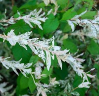 Zierweide Hakuro Nishiki 60-80cm - Salix integra