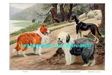 1919 Old English Sheepdog~Smooth & Rough Coated Collie Dogs~ New Lge Note Cards