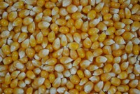 Popcornmais Premium Mushroom 5 Kg