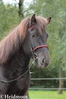 Schwarzer Nasenriemen von Fakur mit rot Lack Isländer Islandpferdetrense