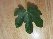 Rare Fig tree Maltese Falcon ******* 3   cuttings