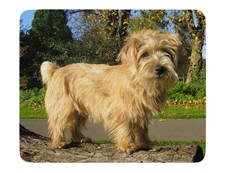 Norfolk Terrier Dog Thick Rubber Neoprene Computer Mousemat Mousepad Pad