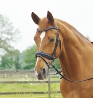 BUSSE Trense COMFORT Qualitäts Leder Gurtzügel engl. komb. Reithalfter WB + P