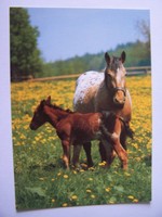 Pferde Postkarte - APPALOOSA - Stute & Fohlen - CZ Verlag Apolo Pardubice - Nr 1