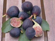 ficus carica fig Rare *Violette de Bordeaux 50 fresh cuttings