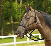 KNOTENHALFTER Spezialhalfter BODENARBEIT+REITEN Knoten an speziellem Druckpunkt