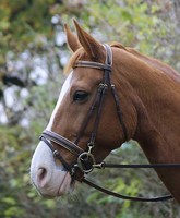 Trense, Trensenzaum, braun, schwedisches Reithalfter VB, WB