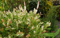 Bäumchen - jap. Harlekinweide Hakuro Nishiki, Stammhöhe 100cm, weiß-grünes Blatt