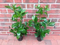 40 Kirschlorbeer Pflanzen, Höhe: 40-50 cm ab Topf , Prunus Novita, Hecke