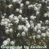 Sumpfporst 20-30cm - Ledum palustre