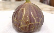 2 X "Zarori"  fig tree cuttings, common type, Holy Land  "NEW"