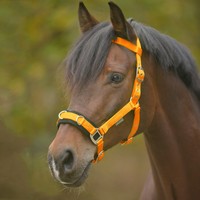 Kappzaum Economic von Waldhausen 8094 Nylon, orange, Pony, VB, WB Sonderpreis