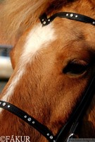 V- Kopfstück  Julia Fakur mit Steinen Isländer Islandpferde