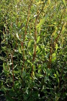 Korkenzieherweide Salix matsudana 'Tortousa' 60 - 100 cm im Container