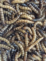 Forellen Köder Lebendfutter Zophobas Mehlwürmer Buffalo Würmer ab 1,25€/100ml