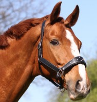 Lederhalfter Herkules Leder Halfter Glitzer WEICH Tysons VB WB unterlegt Glitzer