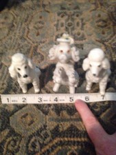 3 vintage white poodles