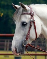 Busse Wildhorn Kopfstück Trinity, Westerntrense Trense Pony & Kaltblut, neu