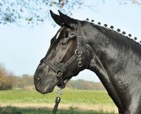 Busse Halfter HO, extrem reißfest und stabil, schwarz, Stallhalfter