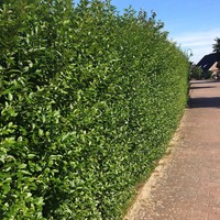 Hecke immergrüne Heckenpflanzen, Liguster ovalifolium im Container 40-60 cm