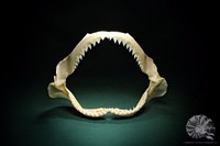 Carcharhinus plumbeus + Gebiss + Präparat + Carcharhinid + shark + Hai + denture