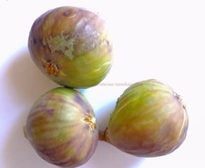 2 X "Khortmani"  fig tree cuttings, common type, Holy Land