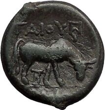 PELLA in MACEDONIA 168BC Roman Quaestor Tamios Athena Bull Greek Coin i55553