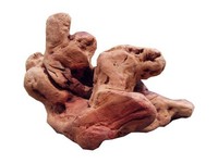 Torgas original Kauwurzel Kauartikel Hunde Kauspielzeug Wurzelholz Torga