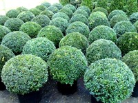 Buchsbaum Kugel, Buxus ( 50-55 cm Durchmesser)!
