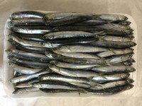 Köderfische ganz, Sardellen 8-10 cm vakuumiert, tiefgefroren, mehr als 100 Stück