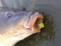  Karpfen Rigs, 6 x, Hair Rigs Boilie,Haken,Vorfach,Boilie, Karpfen angeln,