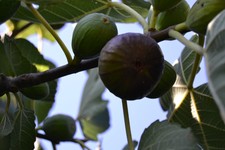 FIG TREE ABEBEREIRA -BLACK FIG - PORTUGUESE (5) CUTTINGS - Tree cuttings