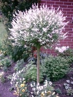 Harlekin Weide, Salix Hakuro Nishiki, Pflanze: 180-190 cm !